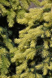 Candlelight Alberta Spruce (Picea glauca 'Candlelight') at Lakeshore Garden Centres