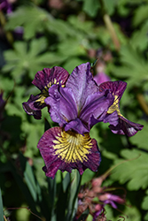 Miss Apple Siberian Iris (Iris sibirica 'Miss Apple') at Lakeshore Garden Centres