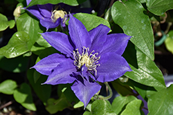 Olympia Clematis (Clematis 'Evipo099') at Lakeshore Garden Centres