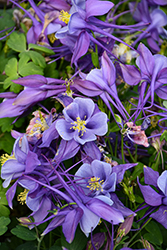 Earlybird Purple and Blue Columbine (Aquilegia 'PAS1258487') at Lakeshore Garden Centres