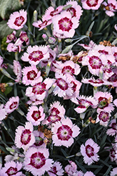Mountain Frost Ruby Snow Pinks (Dianthus 'KonD1400K4') at Lakeshore Garden Centres