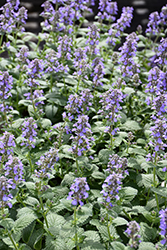 Whispurr Blue Catmint (Nepeta x faassenii 'Balpurrlu') at Lakeshore Garden Centres
