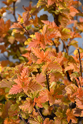 Savannah Sunset Ninebark (Physocarpus opulifolius 'LP1') at Lakeshore Garden Centres
