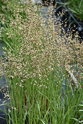 Sweet Grass (Hierochloe odorata) at Lakeshore Garden Centres