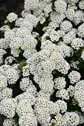 Tor Spirea (Spiraea betulifolia 'Tor') at Lakeshore Garden Centres