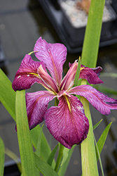Royal Robes Japanese Iris (Iris ensata 'Royal Robes') at Lakeshore Garden Centres