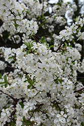 Juliet Cherry (Prunus 'Juliet') at Lakeshore Garden Centres
