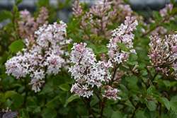 Pearl Potion Lilac (Syringa meyeri 'JDB123WHITEHOUSE') at Lakeshore Garden Centres