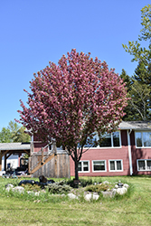 Courageous Flowering Crab (Malus 'DurLawrence') at Lakeshore Garden Centres