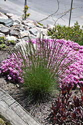 Elijah Blue Fescue (Festuca glauca 'Elijah Blue') at Lakeshore Garden Centres