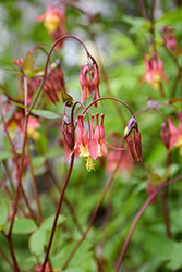 Wild Red Columbine (Aquilegia canadensis) at Lakeshore Garden Centres