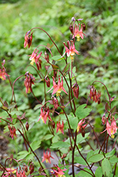 Wild Red Columbine (Aquilegia canadensis) at Lakeshore Garden Centres