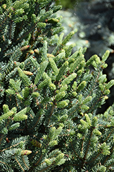 Yukon Blue Spruce (Picea glauca 'Yukon Blue') at Lakeshore Garden Centres