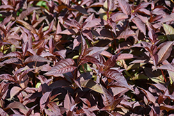 Nightglow Diervilla (Diervilla splendens 'El Madrigal') at Lakeshore Garden Centres