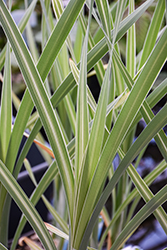 Variegated Cattail (Typha latifolia 'Variegata') at Lakeshore Garden Centres