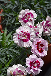 Pretty Poppers Kiss And Tell Pinks (Dianthus 'Kiss And Tell') at Lakeshore Garden Centres