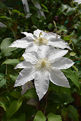 Gillian Blades Clematis (Clematis 'Gillian Blades') at Lakeshore Garden Centres