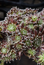 Chick Charms Cosmic Candy Hens And Chicks (Sempervivum 'Cosmic Candy') at Lakeshore Garden Centres