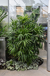 Lady Palm (Rhapis excelsa) at Lakeshore Garden Centres