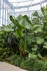 Elephant's Ear (Alocasia macrorrhizos) at Lakeshore Garden Centres