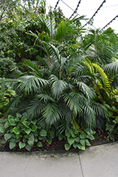 Cat Palm (Chamaedorea cataractarum) at Lakeshore Garden Centres
