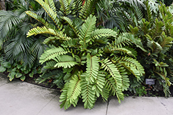 Cardboard Palm (Zamia furfuracea) at Lakeshore Garden Centres