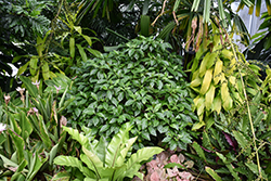 Florida Wild Coffee (Psychotria nervosa) at Lakeshore Garden Centres