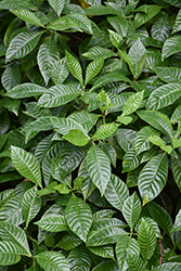 Florida Wild Coffee (Psychotria nervosa) at Lakeshore Garden Centres