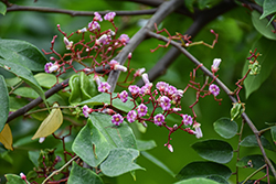 Star Fruit (Averrhoa carambola) at Lakeshore Garden Centres