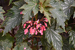 Sophie Cecile Begonia (Begonia 'Sophie Cecile') at Lakeshore Garden Centres