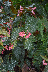 Sophie Cecile Begonia (Begonia 'Sophie Cecile') at Lakeshore Garden Centres