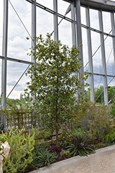 Cork Oak (Quercus suber) at Lakeshore Garden Centres