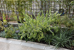 Coastal Wooly Bush (Adenanthos sericeus) at Lakeshore Garden Centres