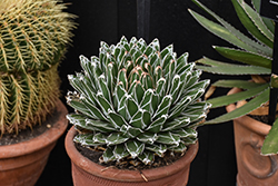 Queen Victoria Agave (Agave victoriae-reginae) at Lakeshore Garden Centres