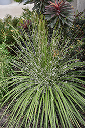 Green Surprise Agave (Agave geminiflora 'Green Surprise') at Lakeshore Garden Centres