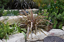 Sundowner New Zealand Flax (Phormium 'Sundowner') at Lakeshore Garden Centres
