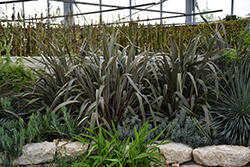 Pink Stripe New Zealand Flax (Phormium 'Pink Stripe') at Lakeshore Garden Centres