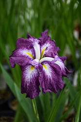 Dinner Plate Cheesecake Japanese Iris (Iris ensata 'Cheesecake') at Lakeshore Garden Centres