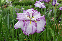 Dinner Plate Tiramisu Japanese Iris (Iris ensata 'Tiramisu') at Lakeshore Garden Centres