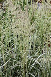 Lightning Strike Variegated Reed Grass (Calamagrostis x acutiflora 'Lightning Strike') at Lakeshore Garden Centres