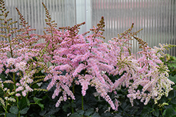 Razzle Dazzle Astilbe (Astilbe x arendsii 'Razzle Dazzle') at Lakeshore Garden Centres