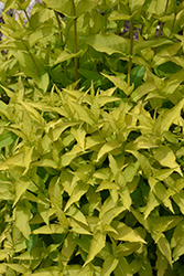 Honeybee Bush Honeysuckle (Diervilla rivularis 'Diwibru01') at Lakeshore Garden Centres