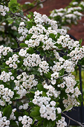Snowbird Hawthorn (Crataegus x mordenensis 'Snowbird') at Lakeshore Garden Centres