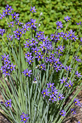 Narrowleaf Blue-Eyed Grass (Sisyrinchium angustifolium) at Lakeshore Garden Centres
