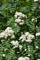 Showy Mountain Ash (Sorbus decora) at Lakeshore Garden Centres