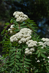 Skybound Mountain Ash (Sorbus aucuparia 'Skybound') at Lakeshore Garden Centres