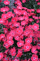 Vivid Cherry Charm Pinks (Dianthus 'Vivid Cherry Charm') at Lakeshore Garden Centres