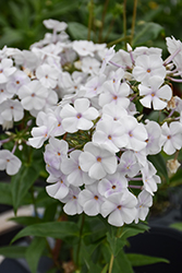 Fashionably Early Crystal Garden Phlox (Phlox 'Fashionably Early Crystal') at Lakeshore Garden Centres
