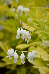 White Gold Bleeding Heart (Dicentra spectabilis 'White Gold') at Lakeshore Garden Centres