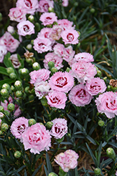 Scent First Raspberry Surprise Pinks (Dianthus 'Devon Yolande') at Lakeshore Garden Centres